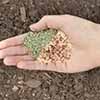 hand-seed-small-resized